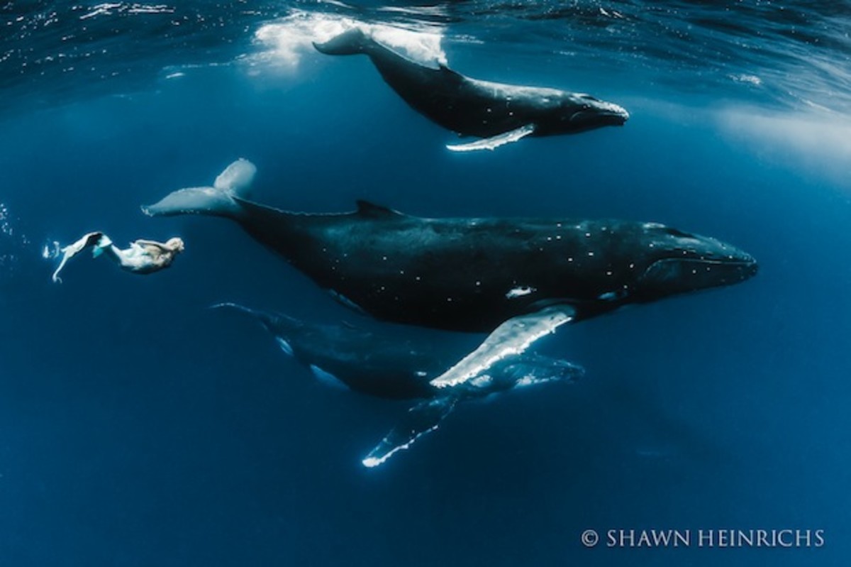 Humpback whale