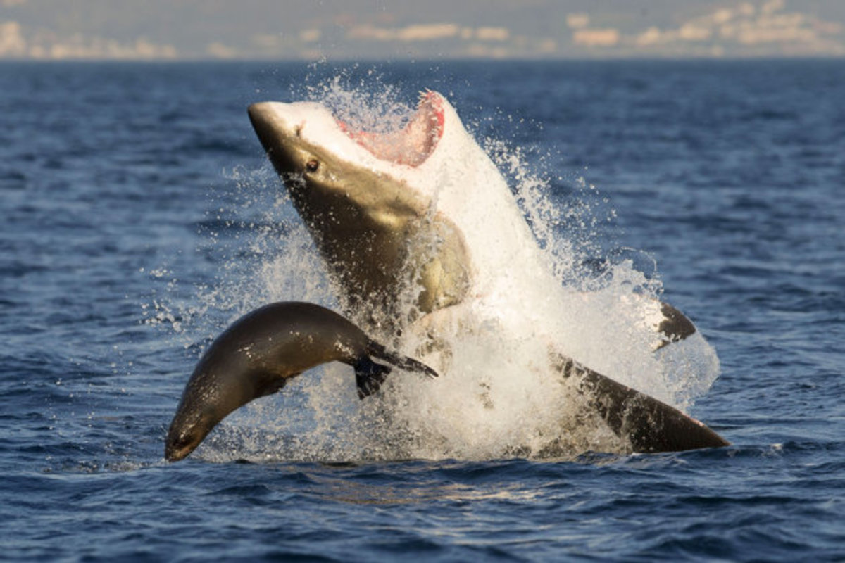 shark and seal