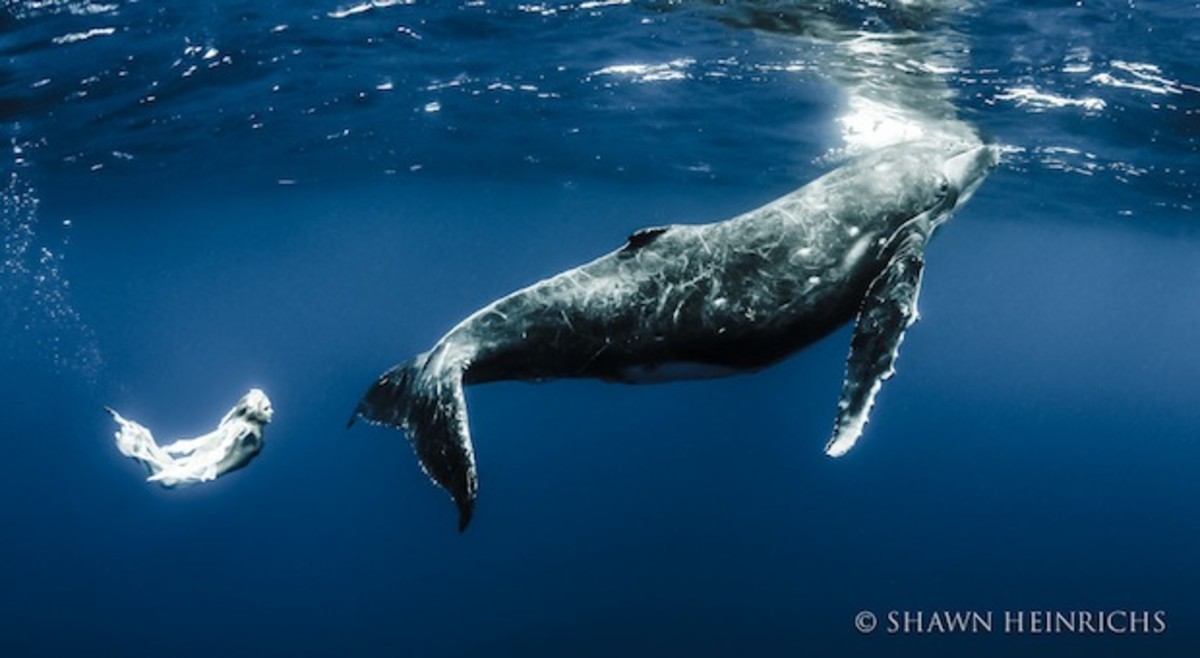 Humpback whale