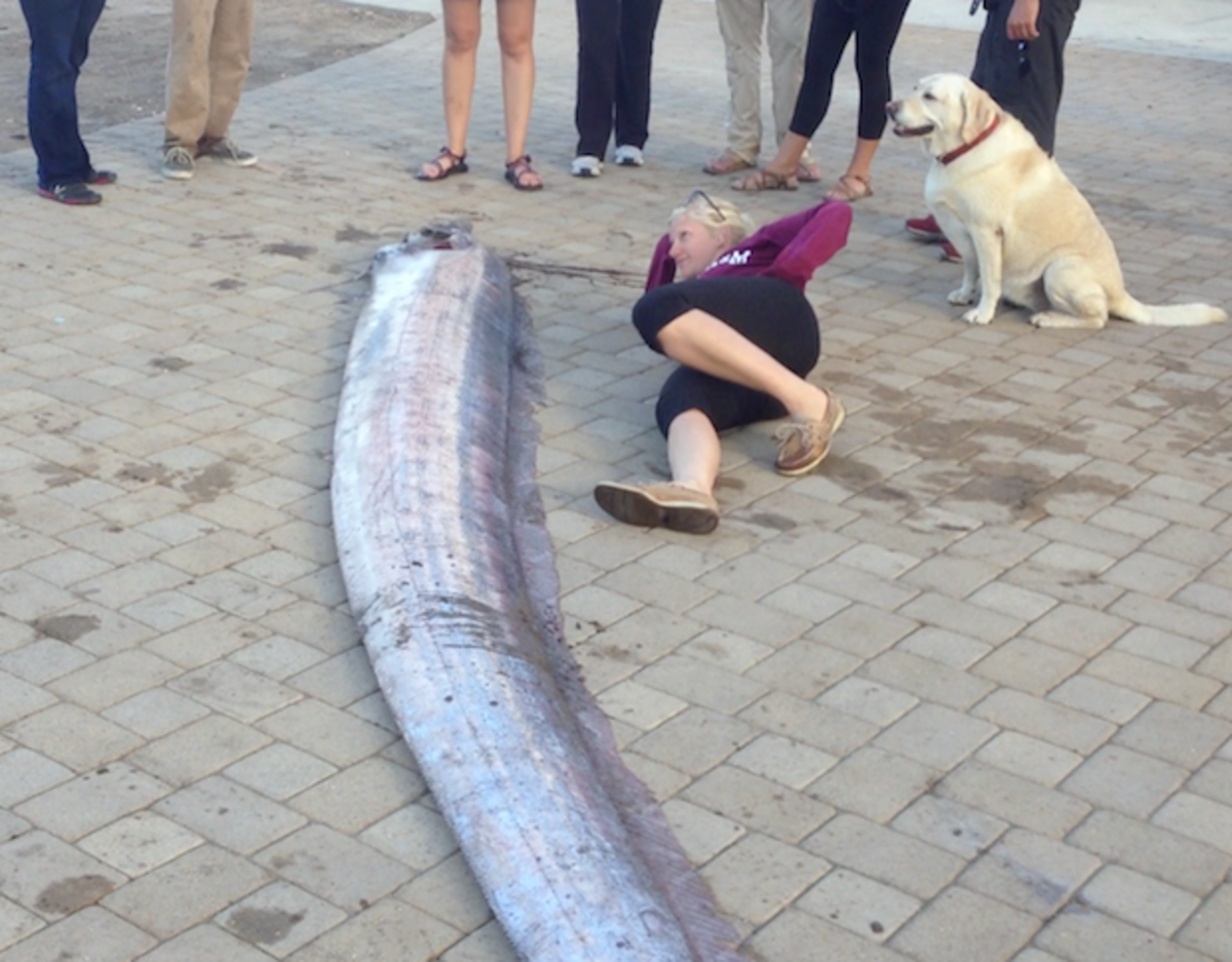 oarfish2.jpeg