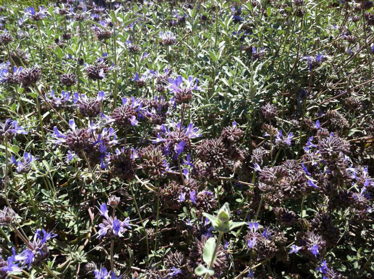 California native plants