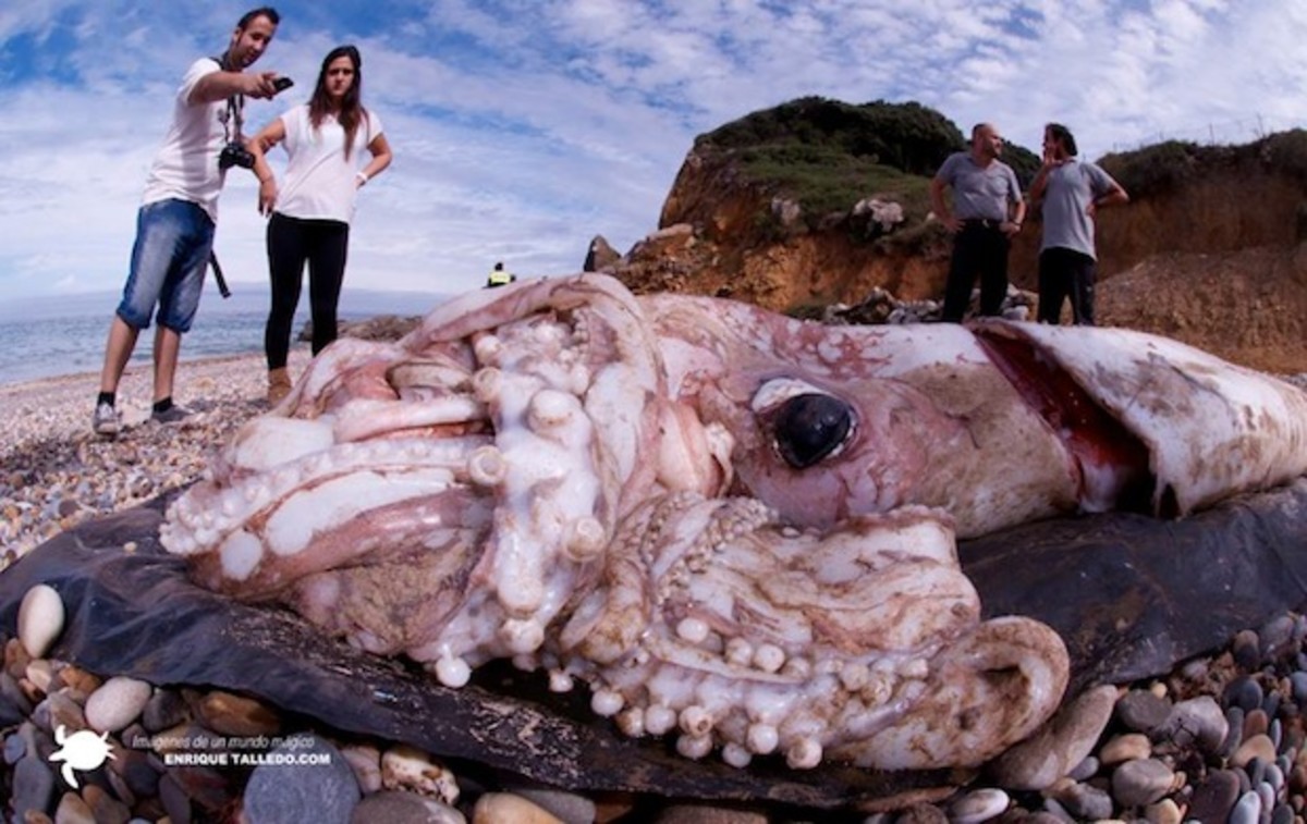 Squid1