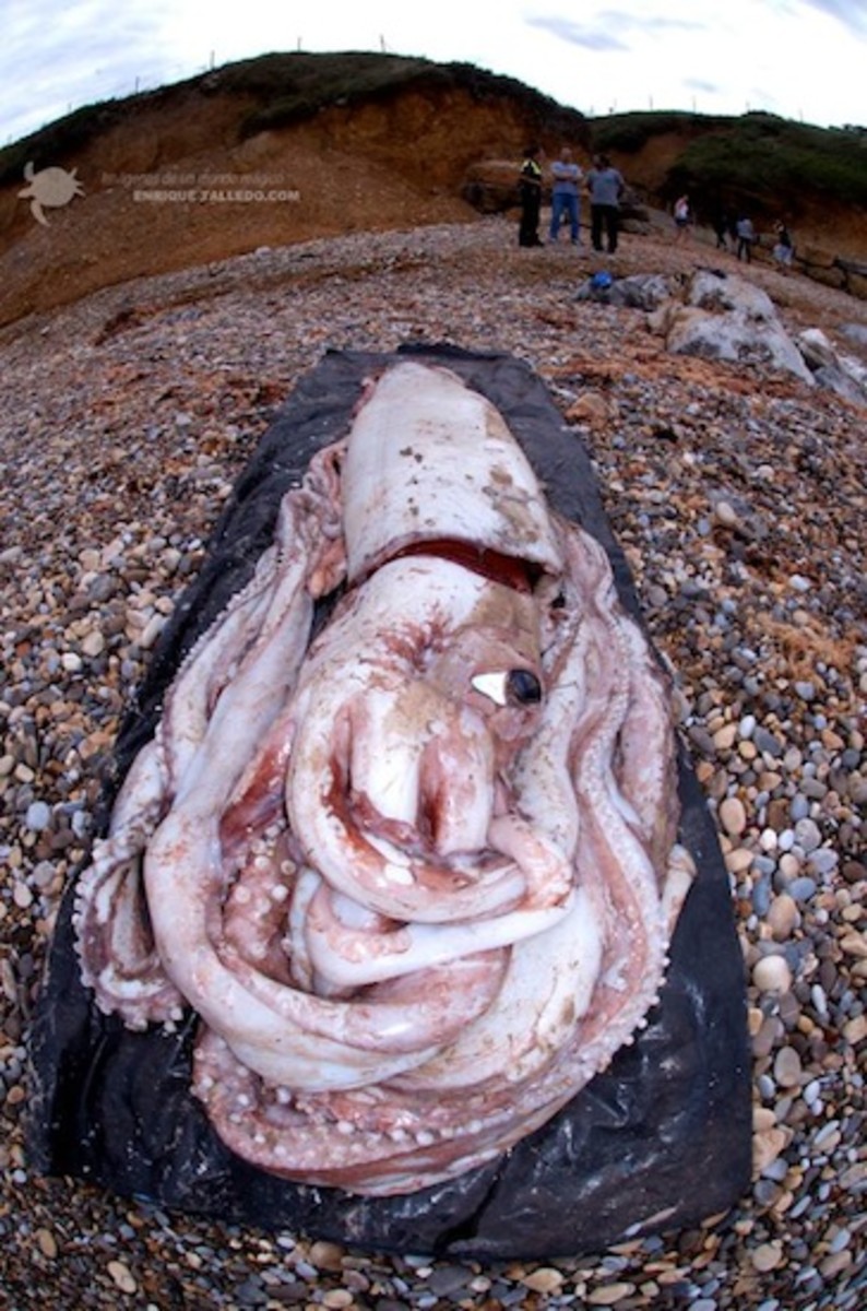squid2