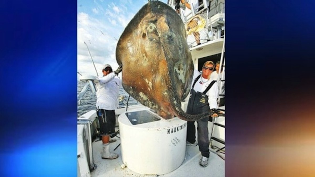 Photos of this rare sea creature, which was released after being caught, are courtesy of Mark Quartiano