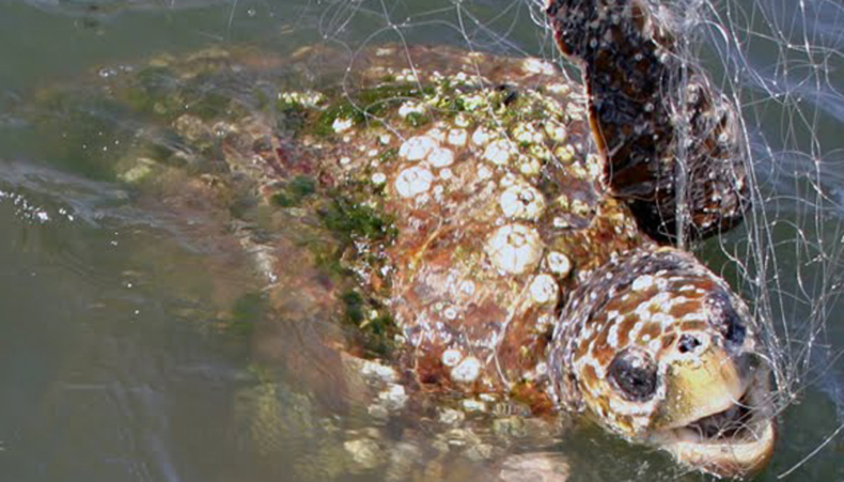 Gill nets don't discriminate, they destroy.
