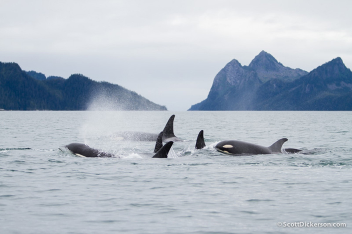Surfing in Alaska; photo by Scott Dickerson