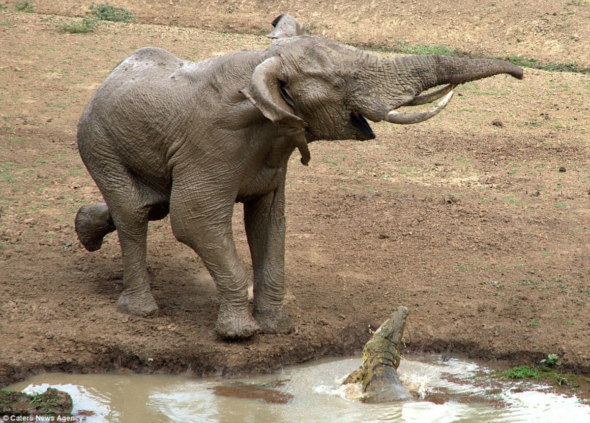 Elephant trumpets before fleeing into the bush; photo from Caters News Agency used by permission
