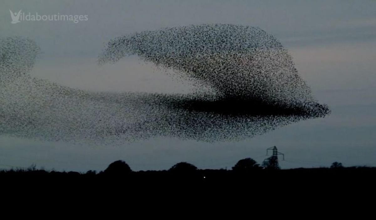 Giant bird