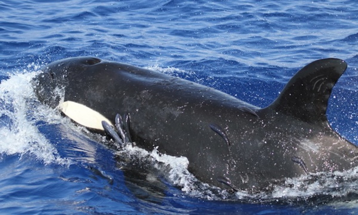 Konakillerwhales2