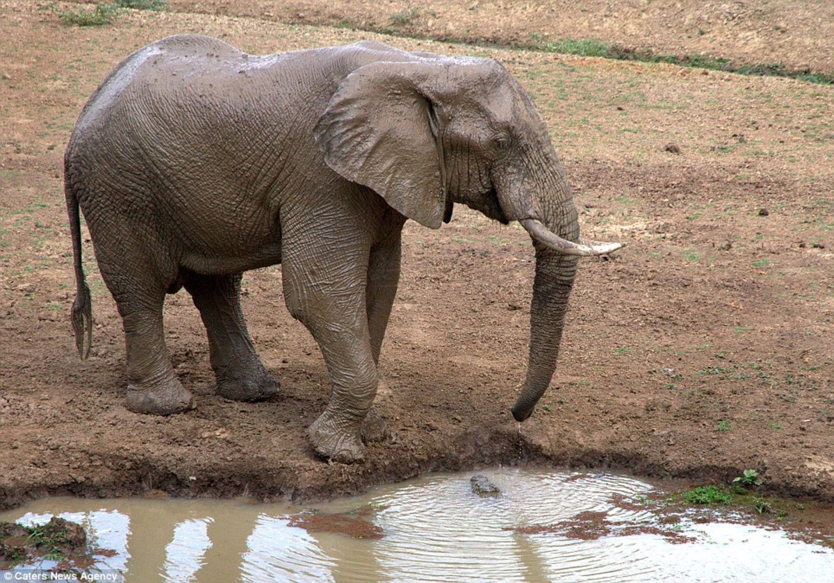 A crocodile lurks under the nose of a young elephant; photo from Caters News Agency used by permission