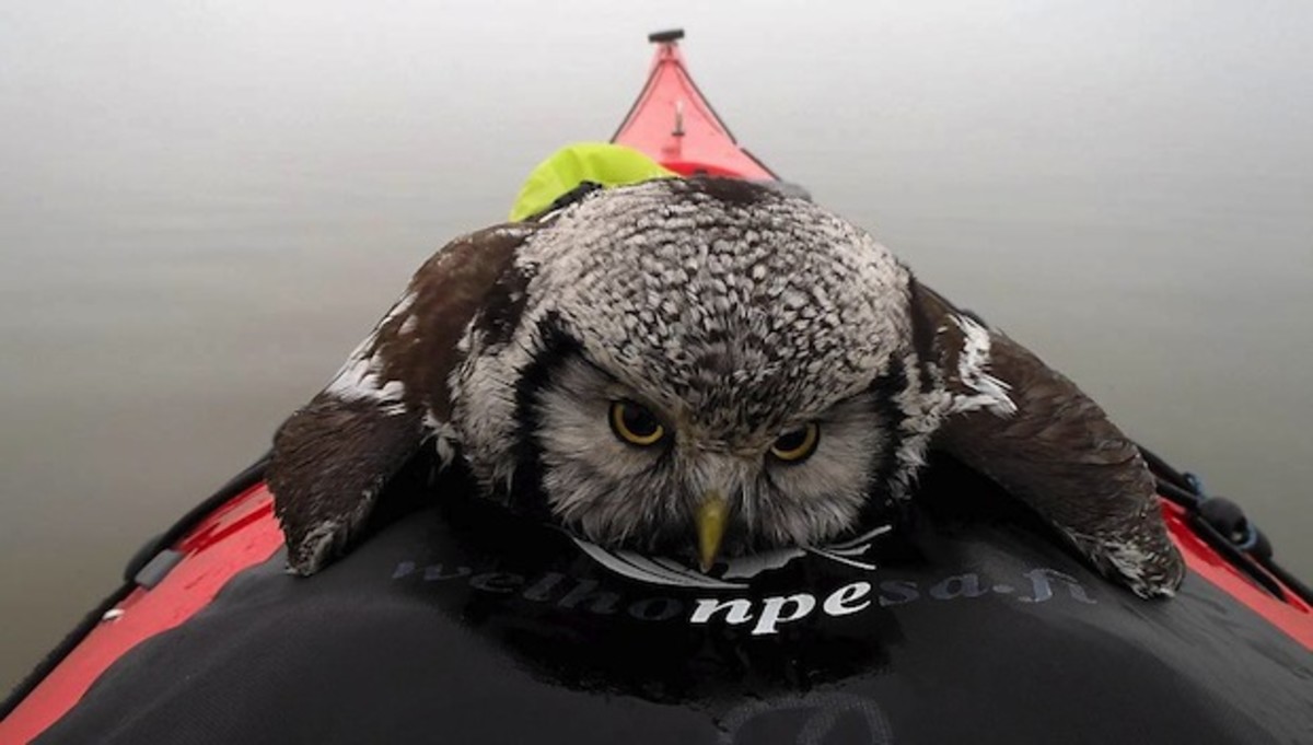The saved owl recovering on the canoe, photo by Pentti Taskinen