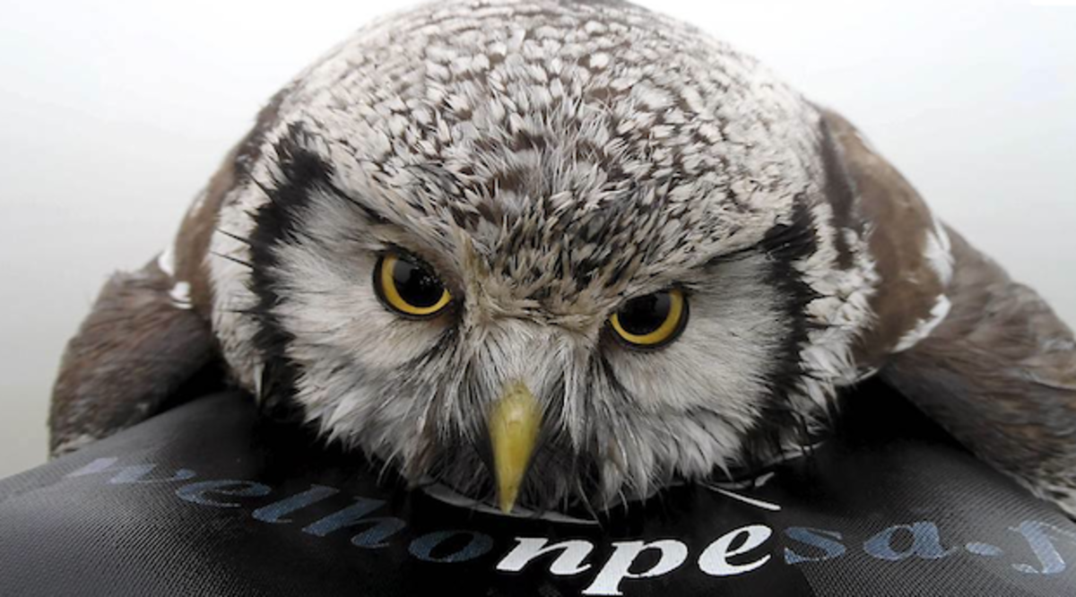 Owl3.jpeg