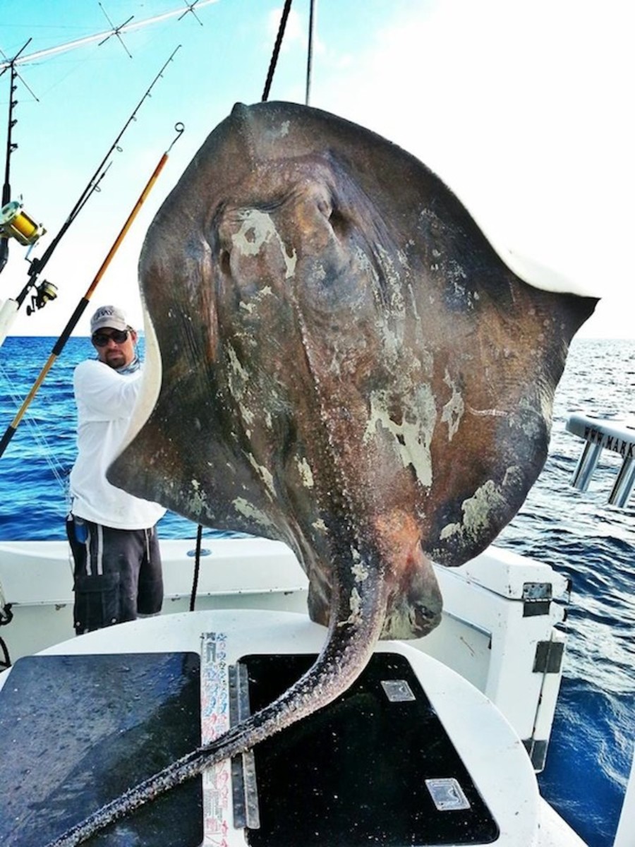 Photos of this rare sea creature, which was released after being caught, are courtesy of Mark Quartiano