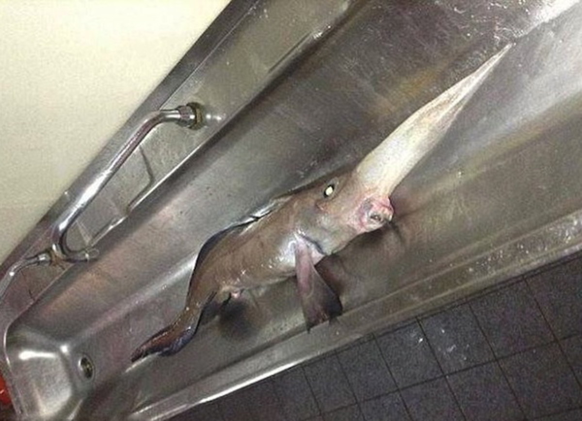 Weirdfish