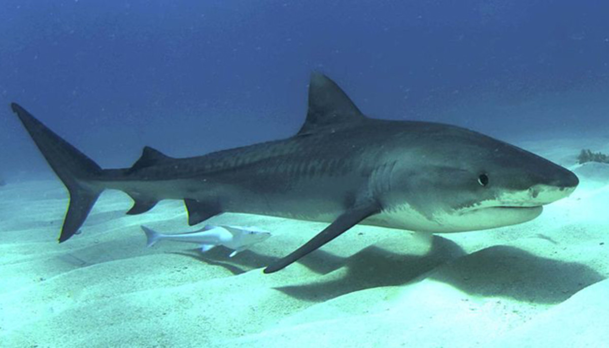 A tiger shark, cause of most Hawaii shark attacks