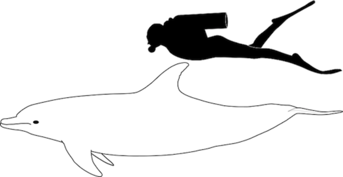 dolphin.jpeg