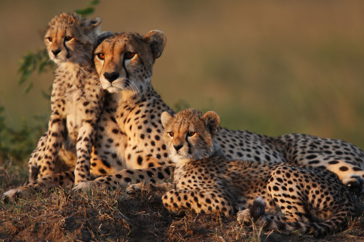 Cheetah cubs and mother