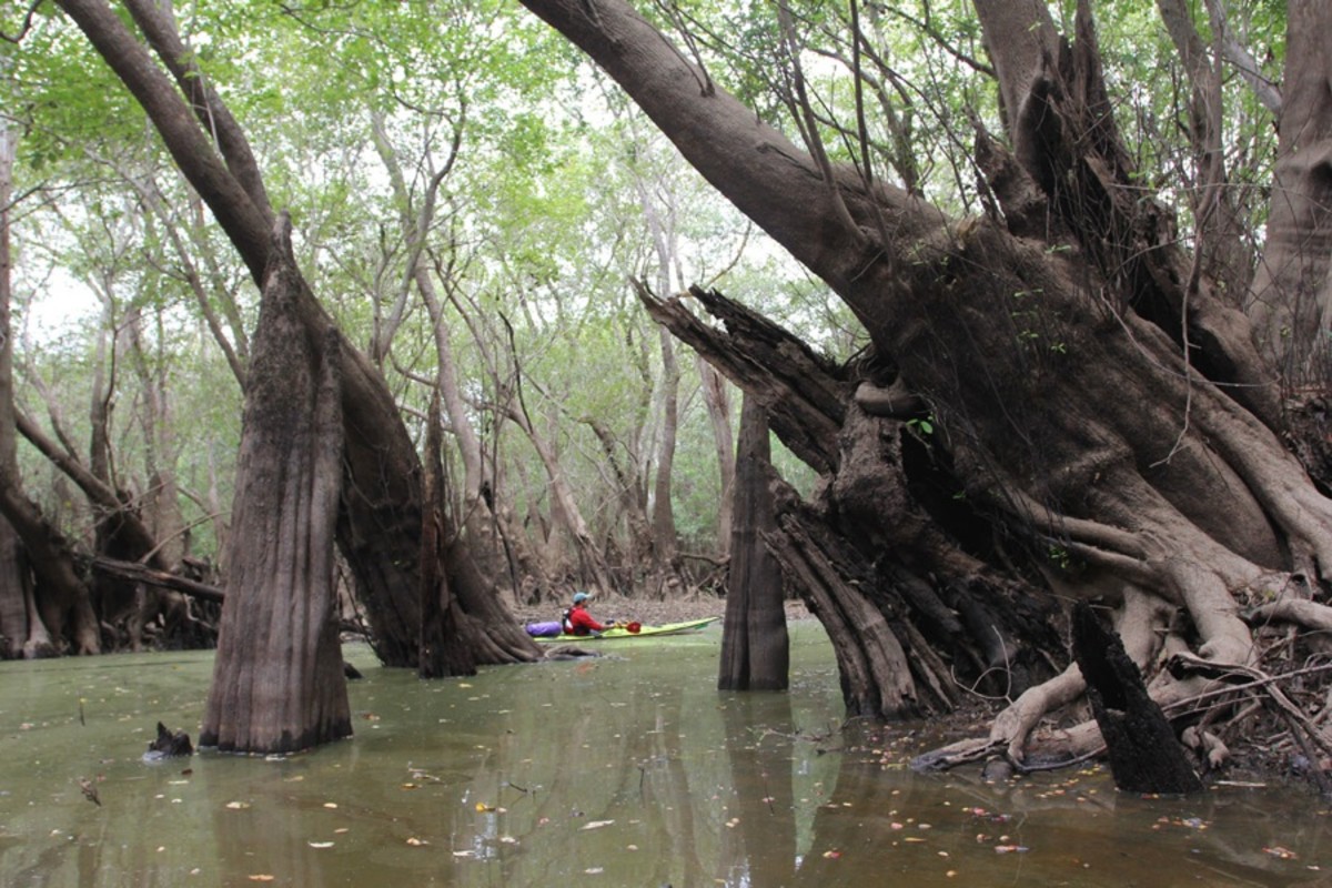 Apalachicola River