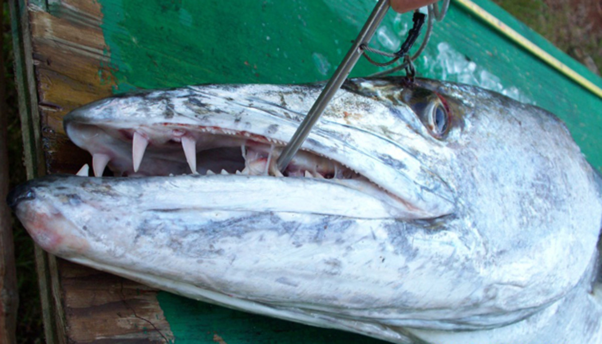 Not so nice smile: the wicked fangs on David Elgas' kayak fishing record 65-pound giant barracuda.