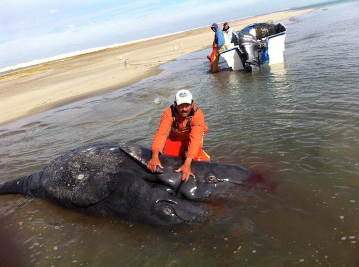 conjoined gray whale calves