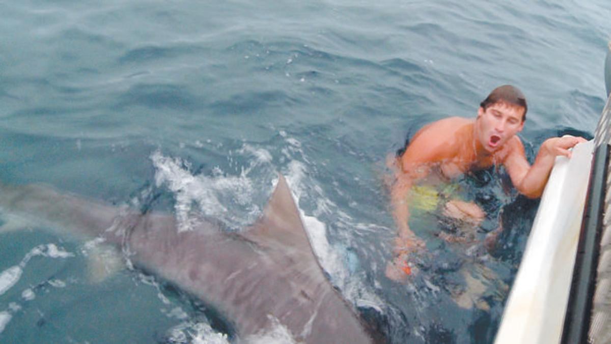asn2-shark