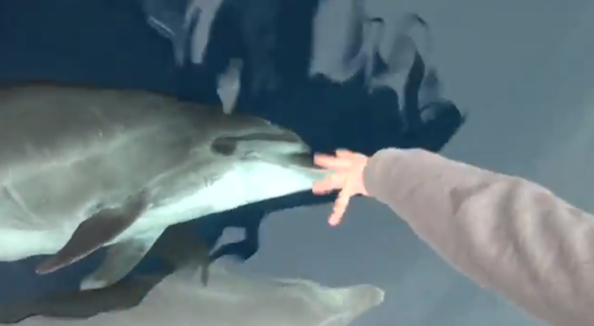 dolphin whisperer