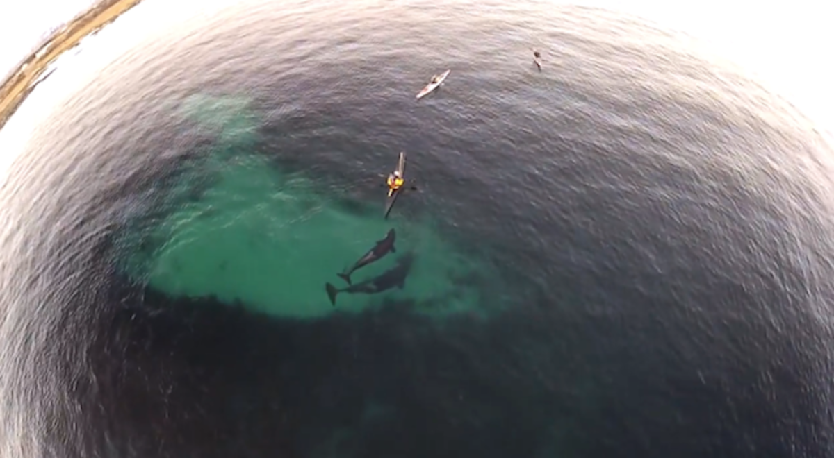 Whale watching with drones