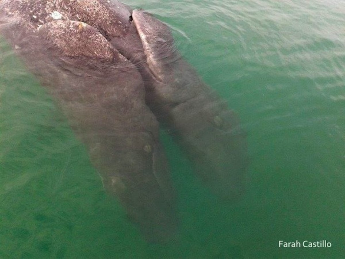 Conjoined gray whale calves