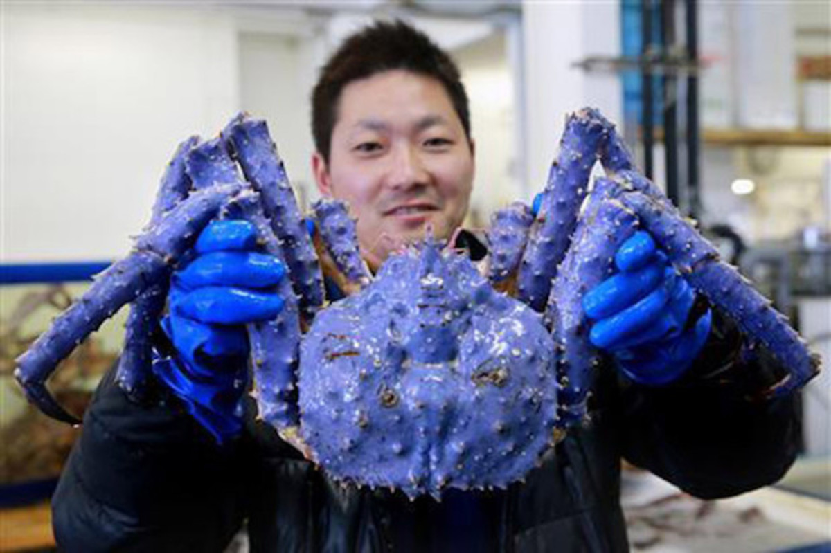 Lavender crab2