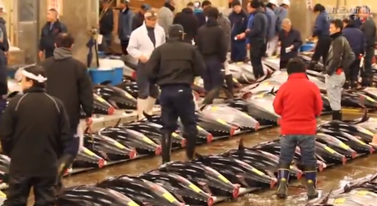 Bluefin tuna price plummets at Tokyo auction