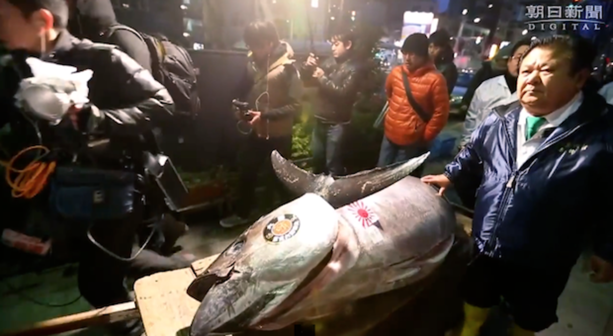 Bluefin tuna price plummets at Tokyo auction