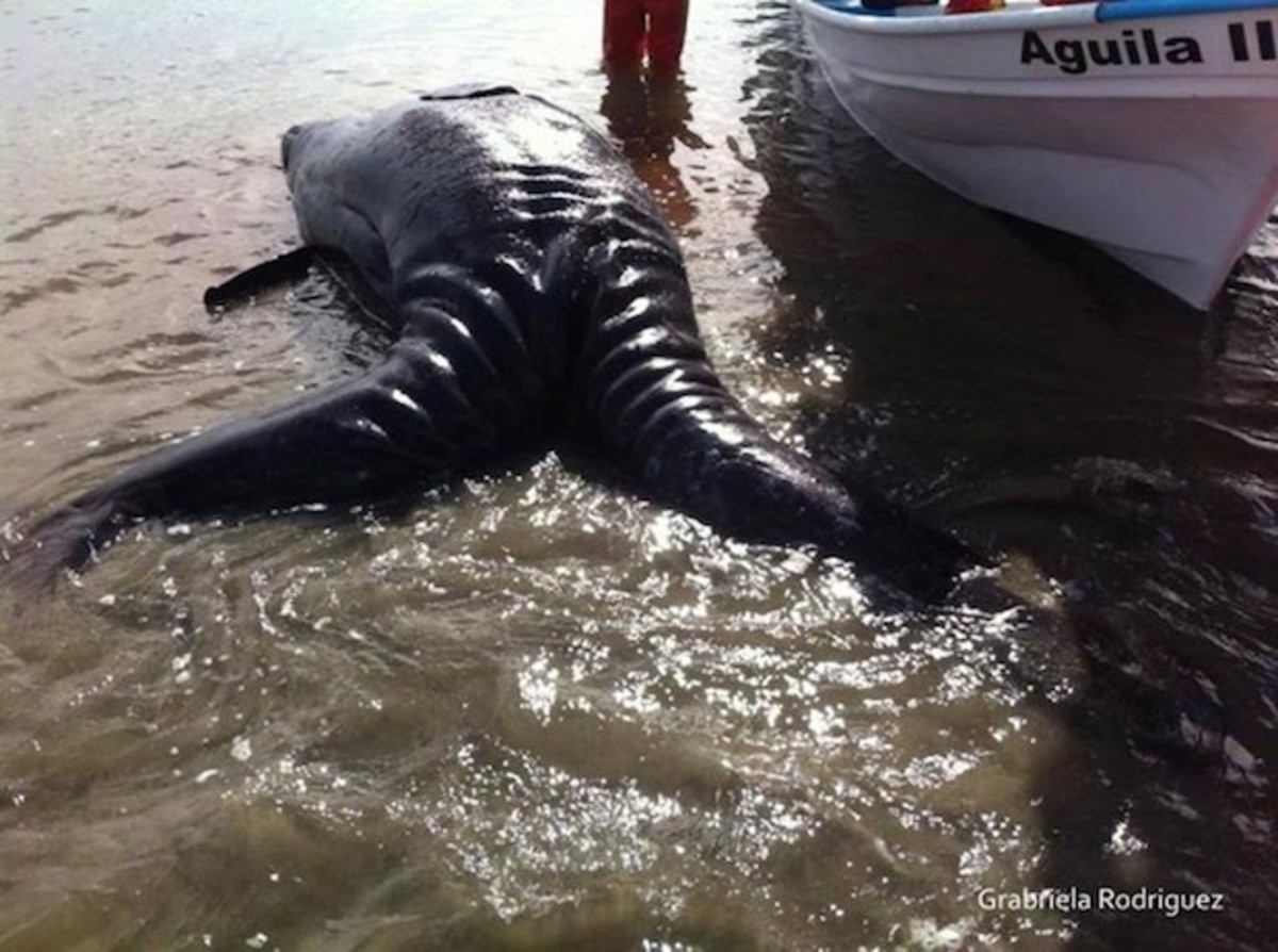 Conjoined gray whale calves