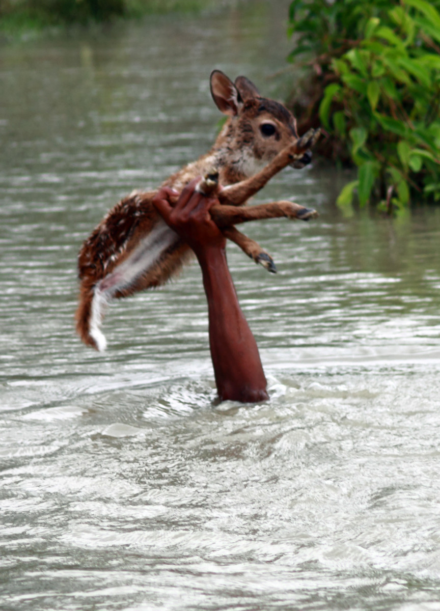 Boy Saves Drowning Baby Deer