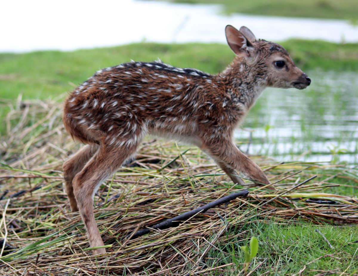 Boy Saves Drowning Baby Deer