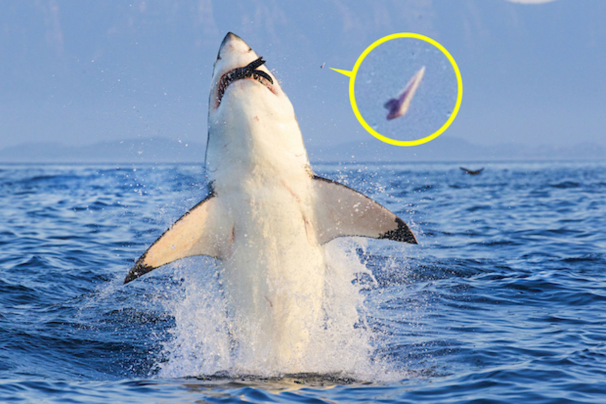 Shark Loses a Tooth
