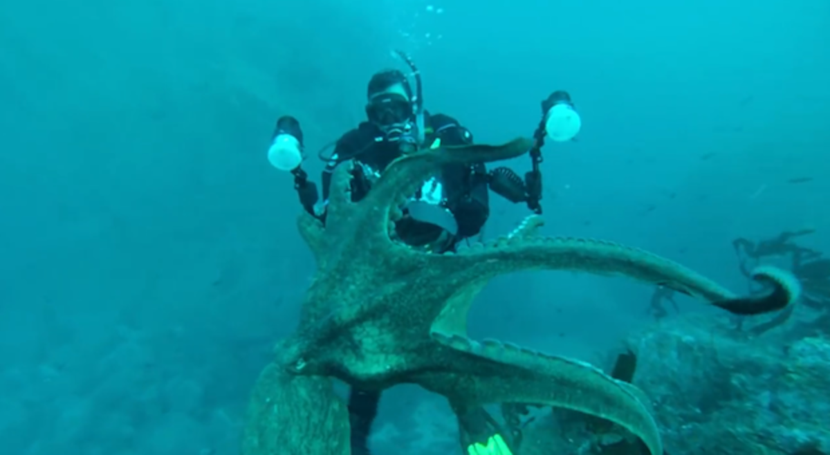 Octopus.jpeg