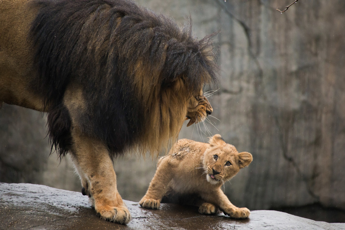 Lion cubs meet dad first time