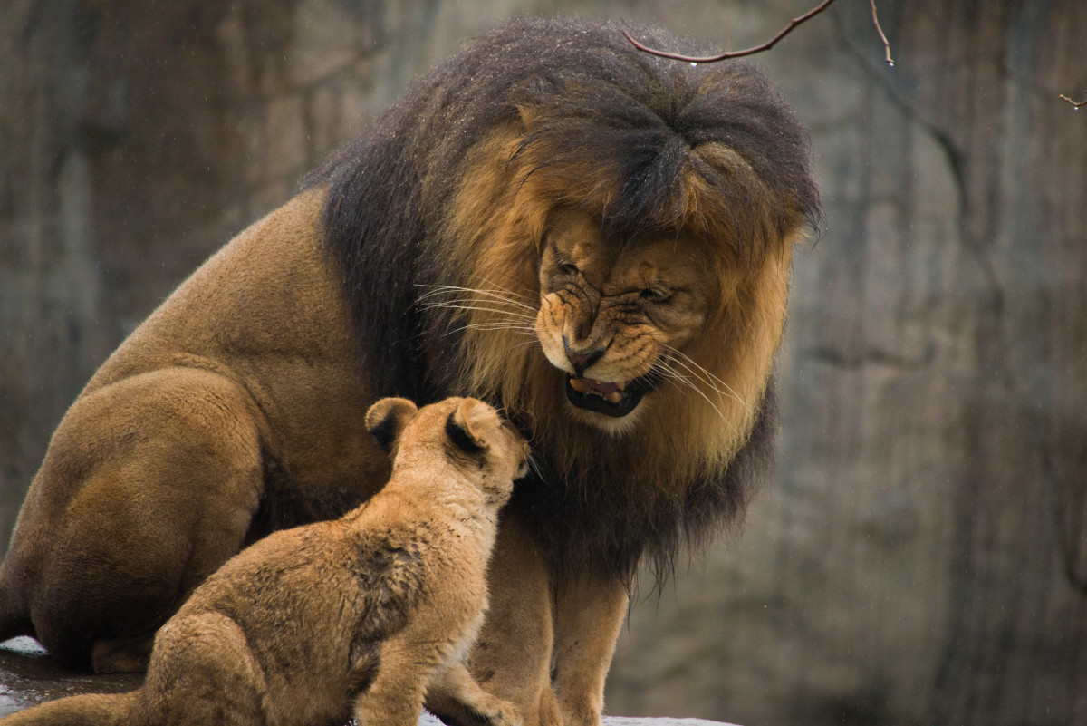 Lion cubs meet dad first time