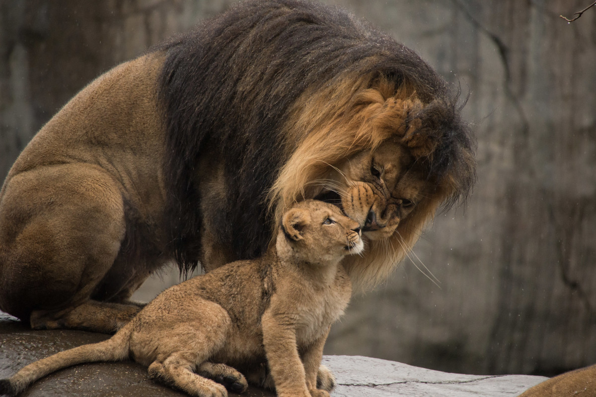 Lion cubs meet dad first time