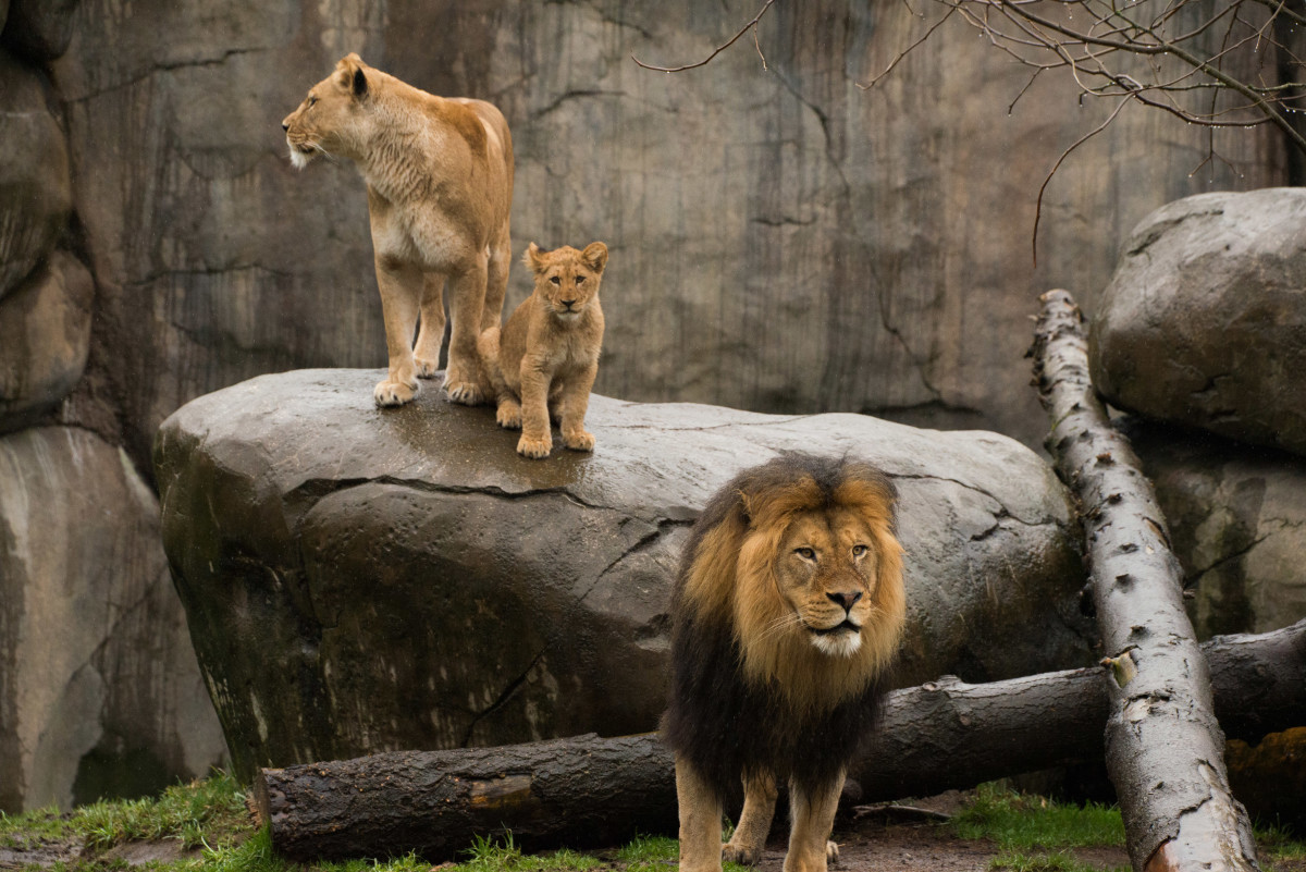 Lion cubs meet dad first time