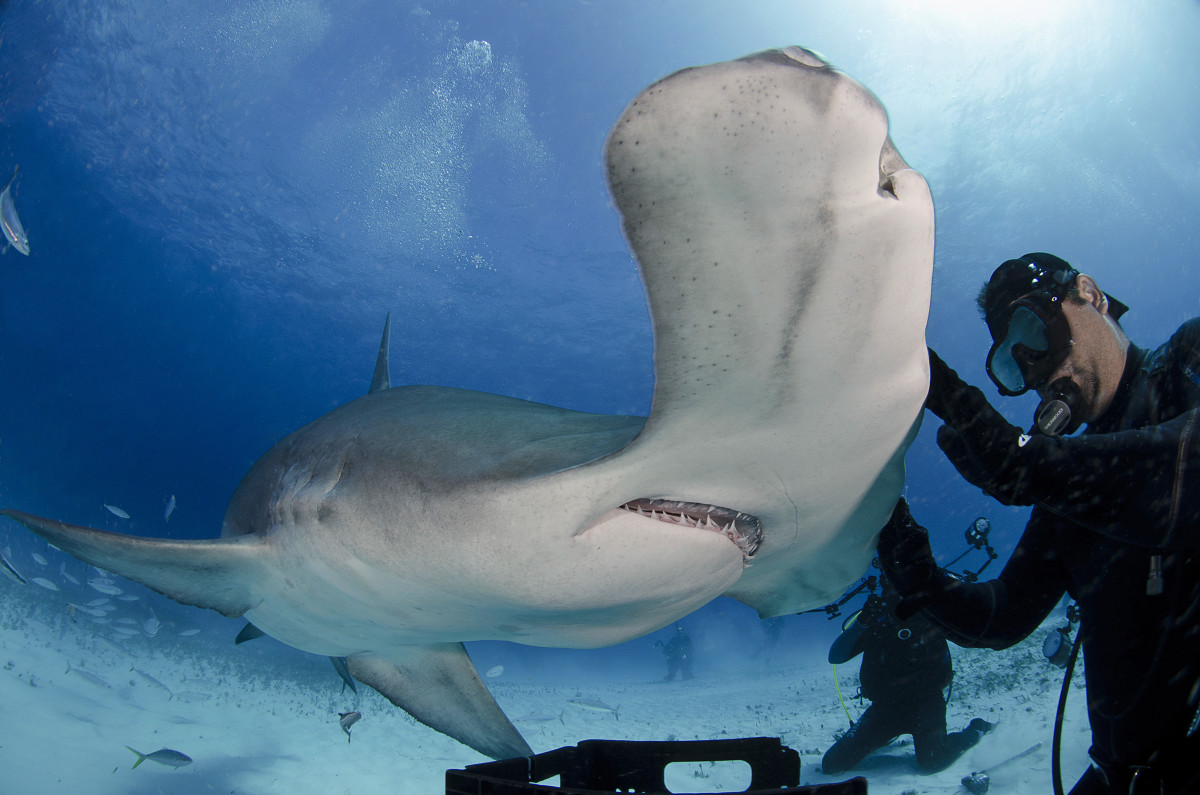 Hammerhead shark eats out of diver's hand - Men's Journal