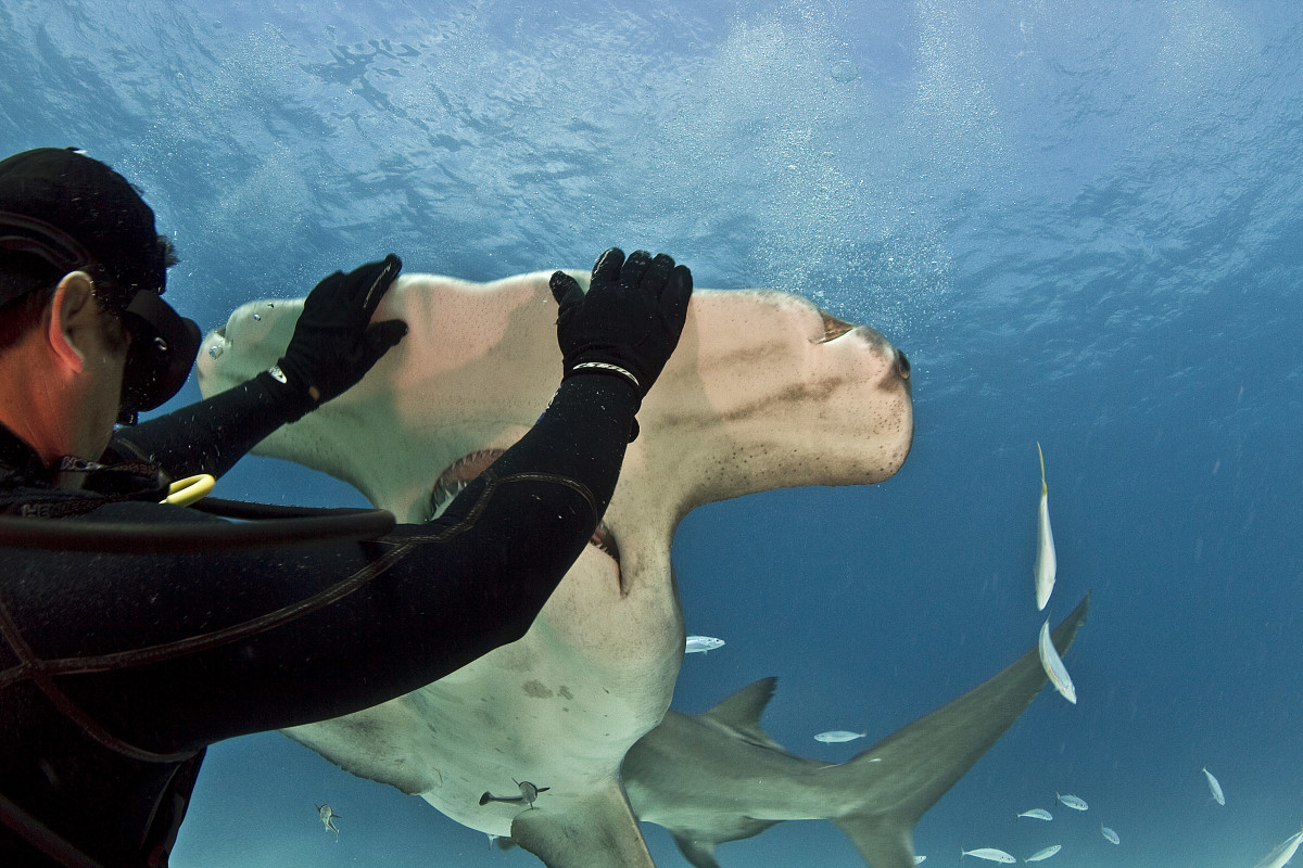 hammerhead shark