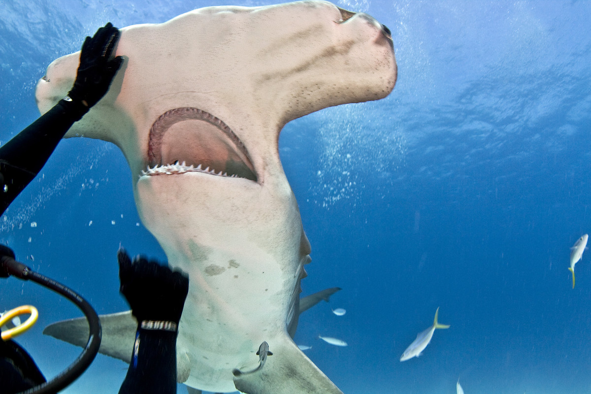 hammerhead shark