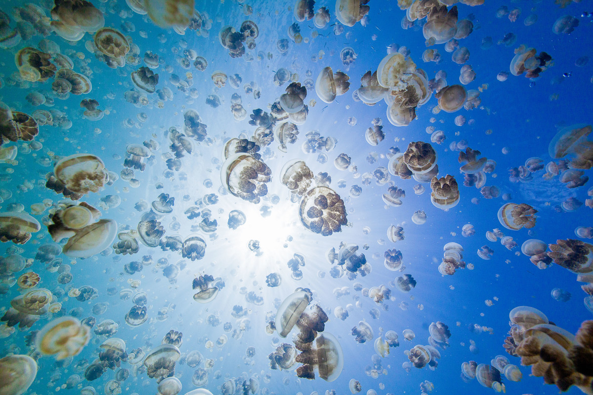Jellyfish Lake