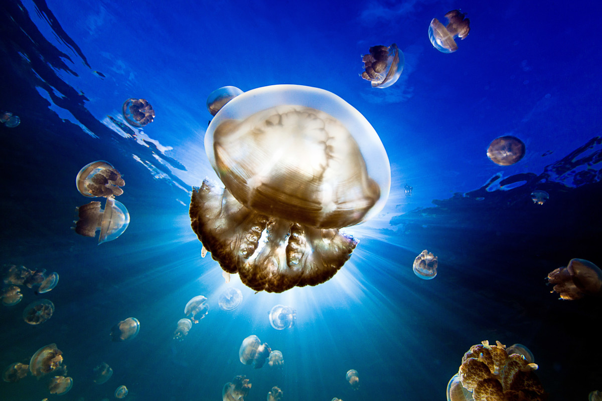 Jellyfish Lake
