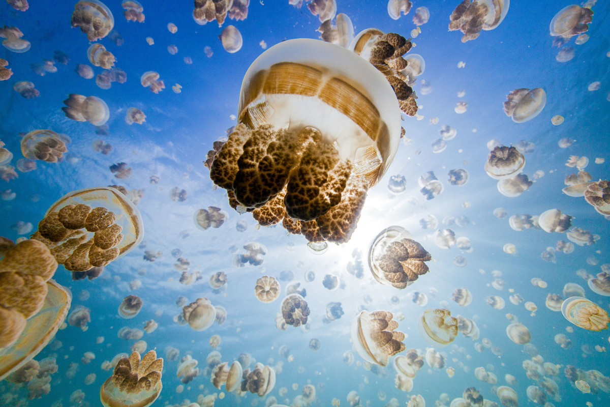 Jellyfish Lake