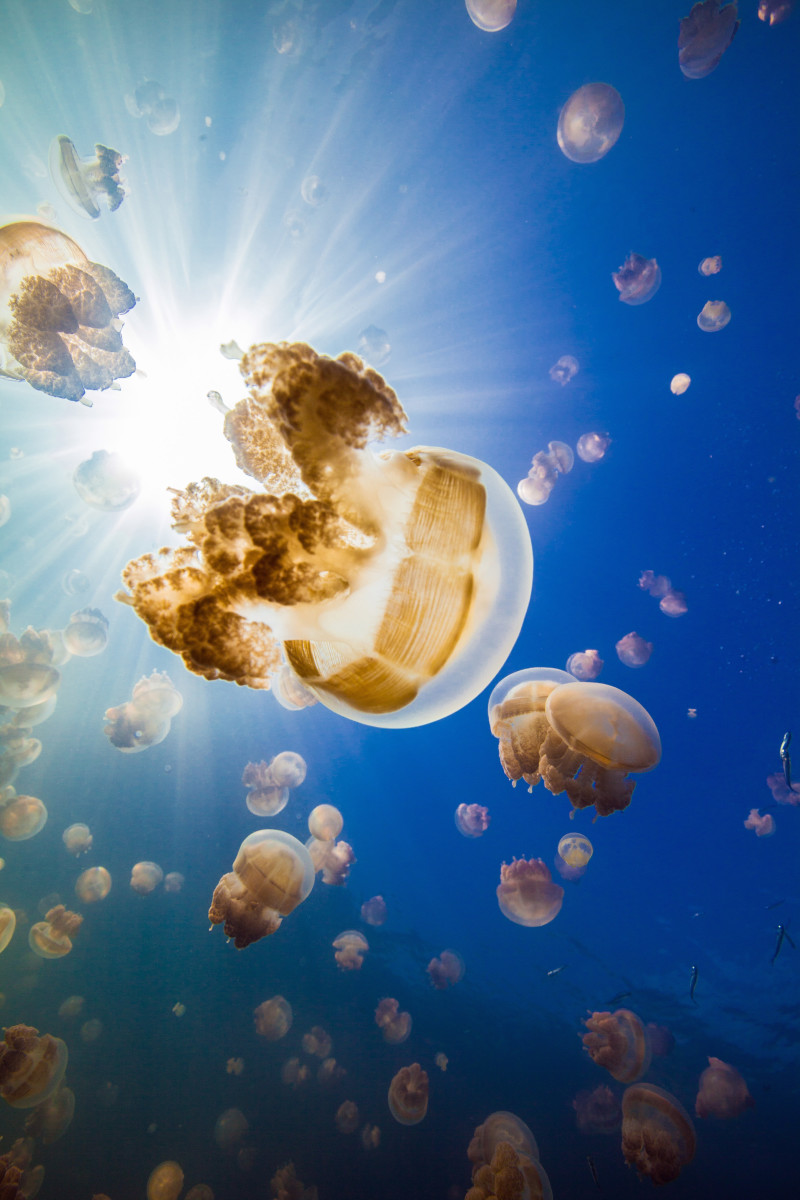 Jellyfish Lake