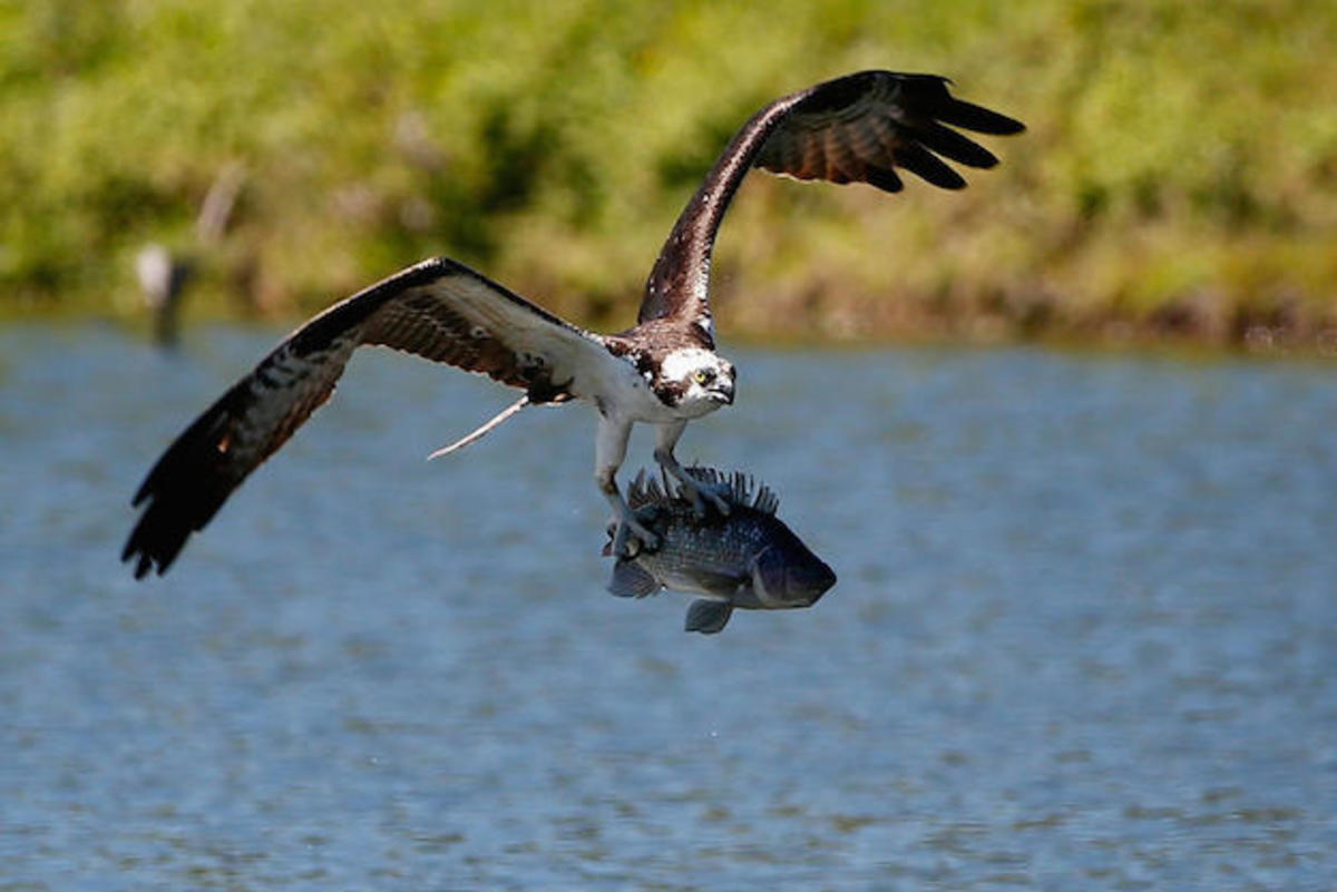 Osprey