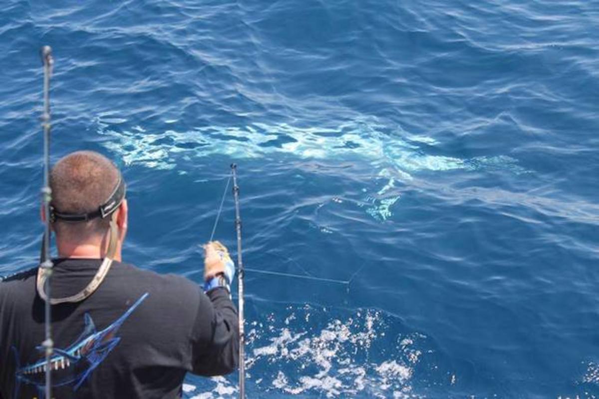 Albino blue marlin