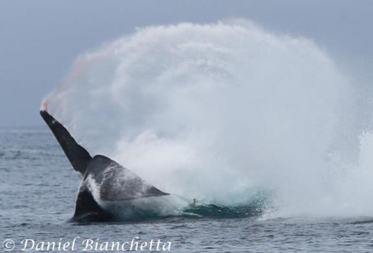 Blue whale attacked by killer whales photo courtesy of Daniel Bianchetta